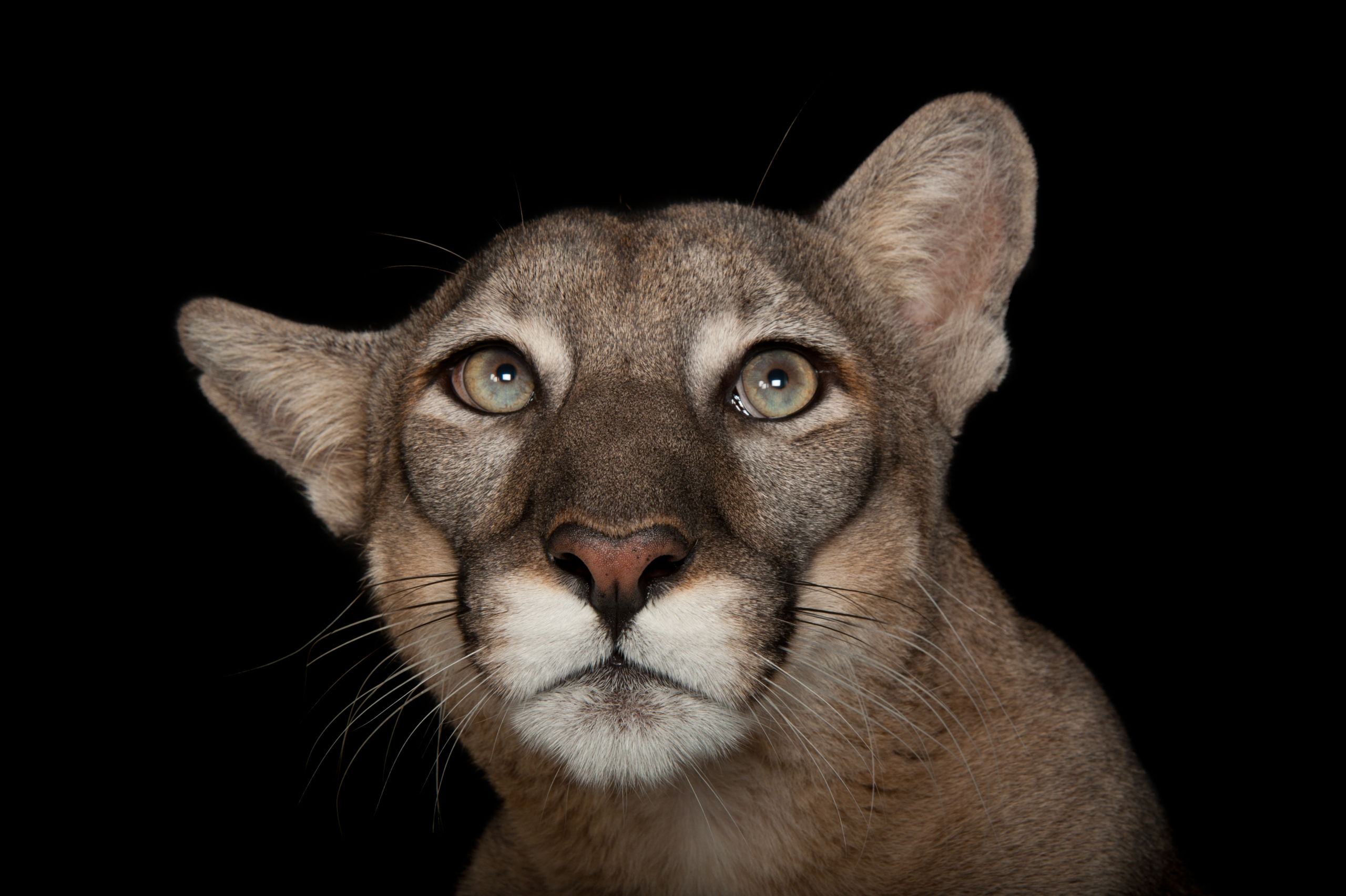 Image National Geographic, PHOTO ARK – Joel Sartore