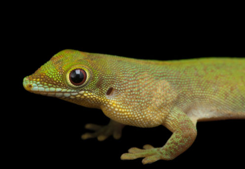 Image National Geographic, PHOTO ARK – Joel Sartore