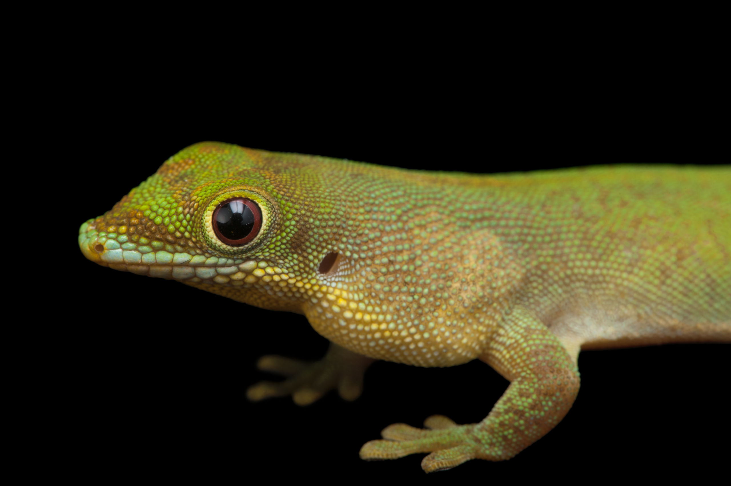 Image National Geographic, PHOTO ARK – Joel Sartore