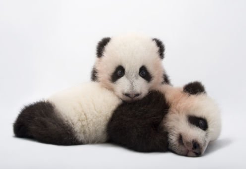Image National Geographic, PHOTO ARK – Joel Sartore