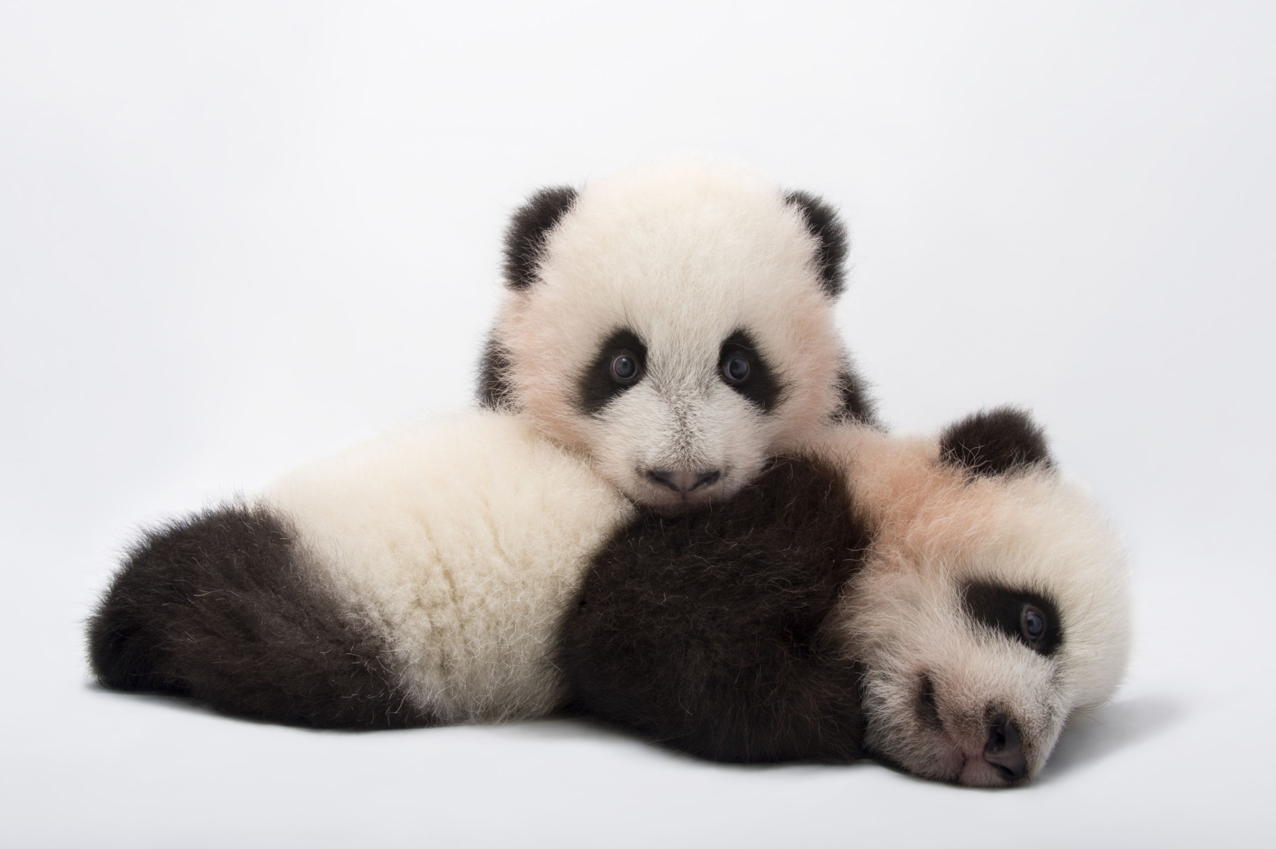 Image National Geographic, PHOTO ARK – Joel Sartore