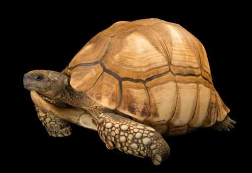 Image National Geographic, PHOTO ARK – Joel Sartore