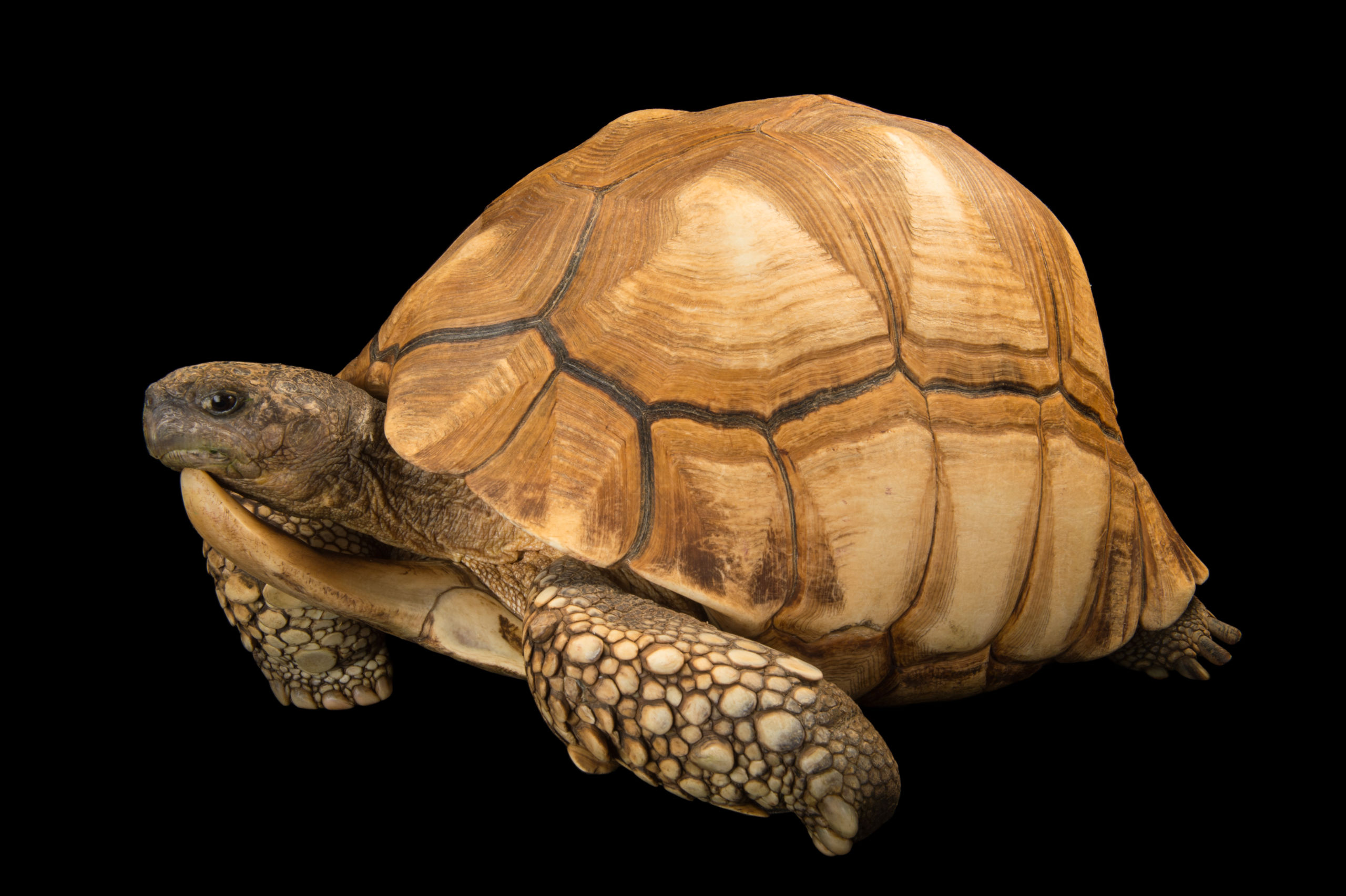 Image National Geographic, PHOTO ARK – Joel Sartore